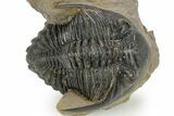 Detailed Hollardops Trilobite - Foum Zguid, Morocco #363172-1